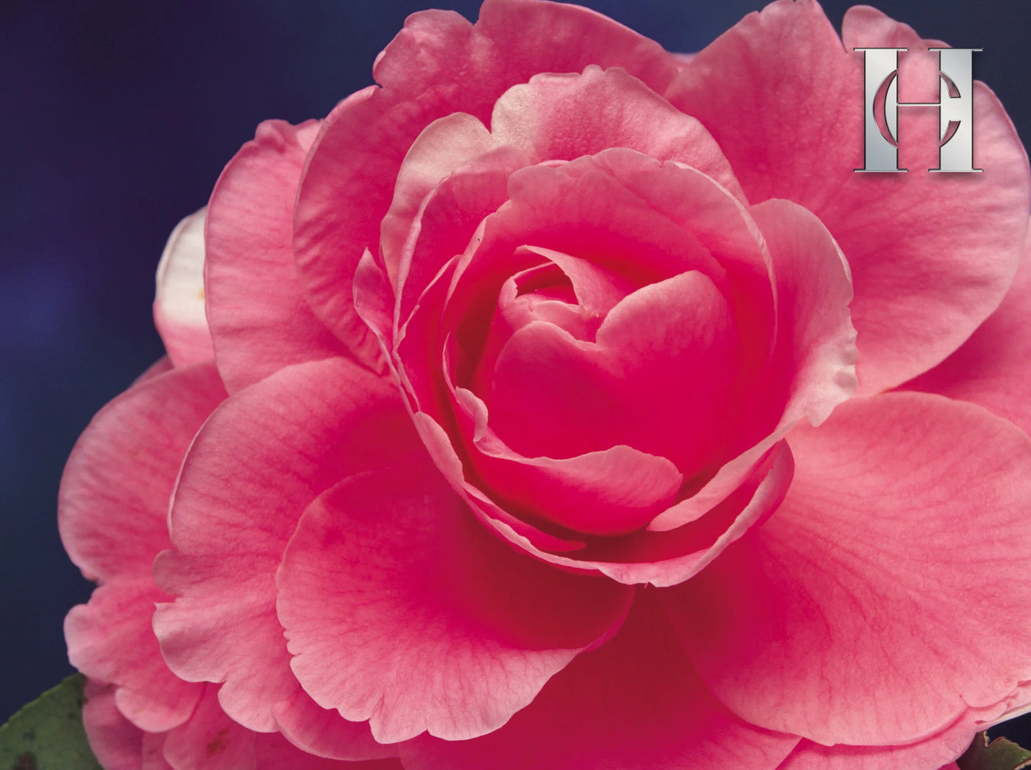 RADIANCE EXFOLIATING CAVIAR CRÈME | Face + Body-5