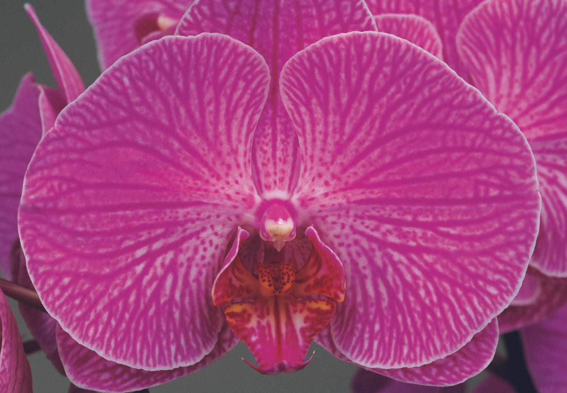 ANTI ÂGE SKIN REPAIR SERUM | RETINOL [2.1%] + VITAMIN C [5.6%] | Skin + Scars-3